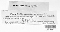 Cryphonectria abscondita image